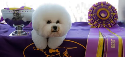Elu plus beau chien de 2018, ce chien ressemble à une vraie peluche...