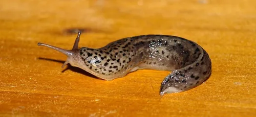 Il devient paralysé après avoir avalé... Une limace !