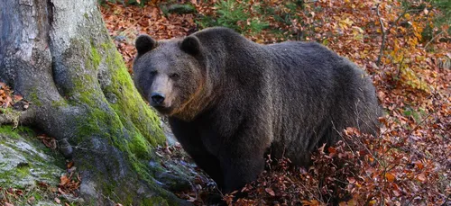 L'Etat français, condamné pour ne pas avoir assez protégé les ours...