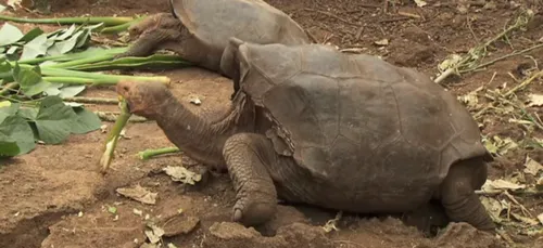 Bête de sexe, Diego la tortue a repeuplé toute son espèce !