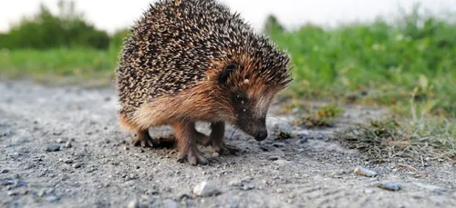 Mayenne: des tunnels sous l'autoroute afin d'aider les animaux vont...