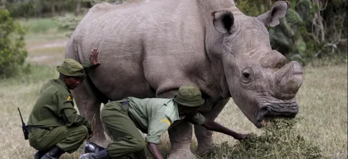 Le dernier rhinocéros blanc du Nord est décédé