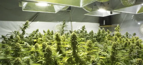 Montréal va bientôt offrir le premier diplôme "spécialité cannabis"