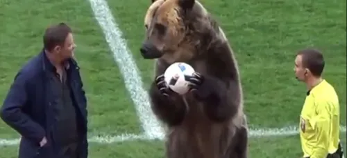 En Russie un ours donne le coup d'envoi d'un match de football !...