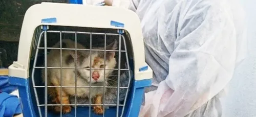 Dans le nord, une retraité de 75 ans maltraitait tous ses animaux...