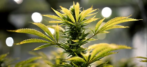 Paris : trois enfants intoxiqués au cannabis, à la cocaïne et à...