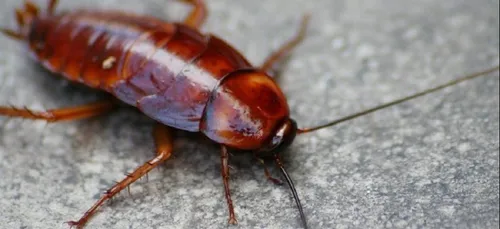 USA : elle vit avec un cafard dans son oreille durant neuf jours !