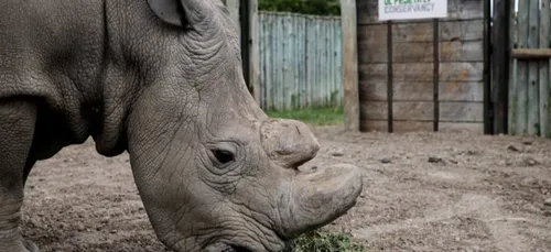 Kenya : les braconniers, bientôt sous le coup de la peine de mort !