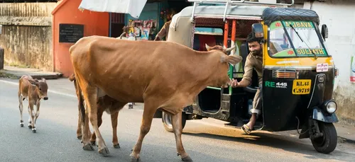Inde : il se fait battre à mort pour avoir tué une vache