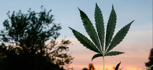 Le cannabis à usage thérapeutique pourrait bientôt être autorisé en...