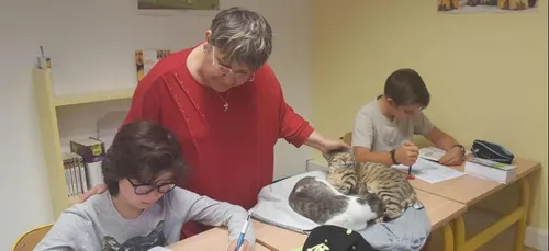Dans cette école, des chats se baladent en classe pour le bien-être...