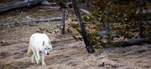 USA : un animal inconnu, découvert dans un parc du Montana !