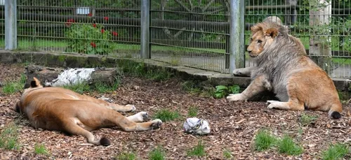Deux lions, deux tigres, un jaguar et un ours s'échappent d'un zoo...