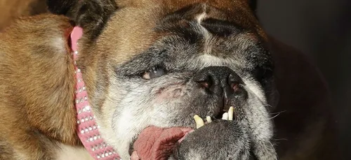 Ce chien est officiellement le chien le plus moche du monde !
