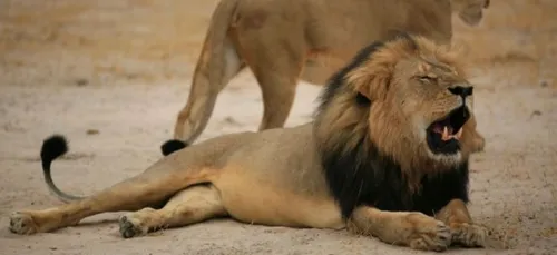 Afrique du Sud : braconniers de rhinocéros, ils se font dévorer par...