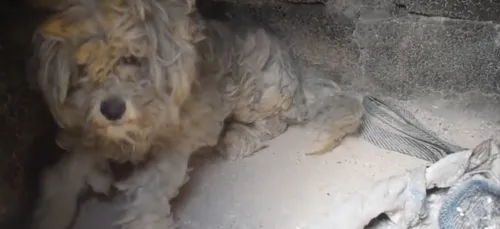 Athènes : un chien retrouvé vivant dans sa maison, détruite par les...