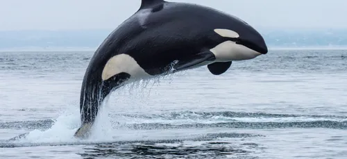 La réaction de cette maman orque après la mort de son bébé va vous...