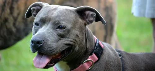 Un pitbull décède après avoir subi des sévices sexuels et autres...