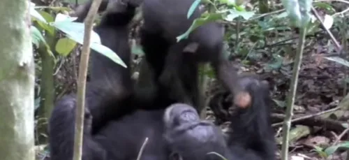 Alerte mignonnerie : cette maman chimpanzée joue à l'avion avec son...