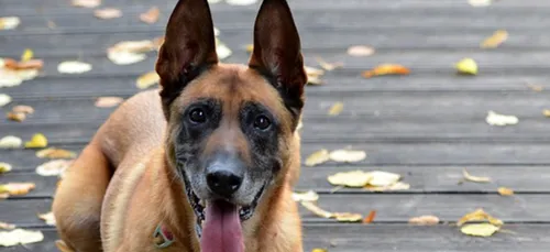 Un chien dévore le corps de son maître, décédé depuis 6 jours