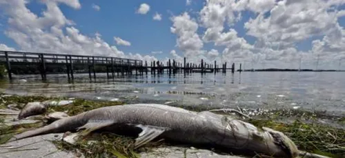 Une marée rouge ravage les cotes de la Floride !