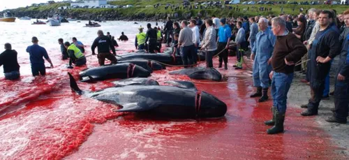 Iles Féroé : retour sur la terrible tradition des massacres de...