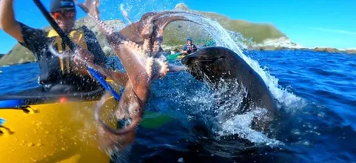 Nouvelle-Zélande : une otarie gifle un kayakiste avec... Un poulpe...