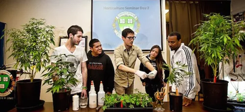 USA : une fac propose des formations en marijuana !