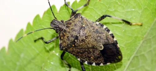 Attention, la "punaise diabolique" débarque en France !