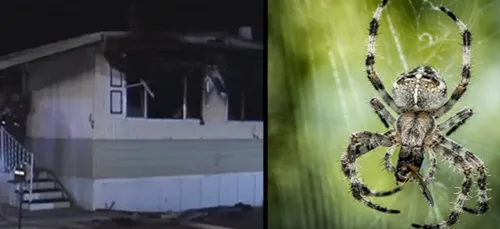 Un homme brûle sa maison en voulant... Tuer une araignée.