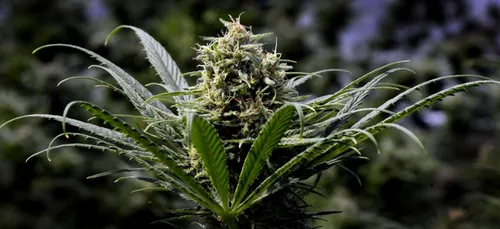 Lyon : un bébé dans le coma après avoir consommé du cannabis