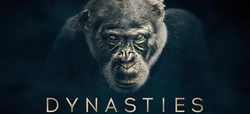 David, le chimpanzé de "Dynasties", retrouvé mort