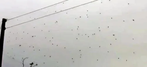 Une pluie d'araignées, filmée au Brésil ! (Vidéo)