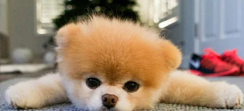 Boo : décès du chien le plus mignon au monde ! (Photos)