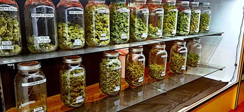 Fumer de la weed avec des stars, cette nouvelle tendance à Los...