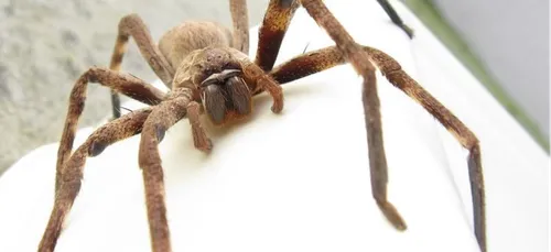 Brésil : des centaines d'araignées tombent du ciel ! (Vidéo)