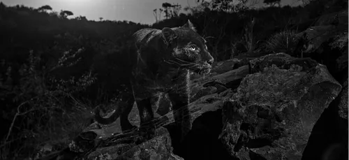 Un léopard noir photographié pour la première fois en un siècle