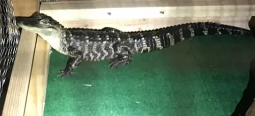 "El Chempo": un crocodile dressé par des dealers pour garder la drogue