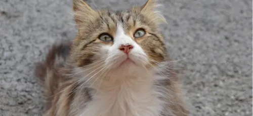 Agression filmée sur un chat : la police lance un avis de recherche...