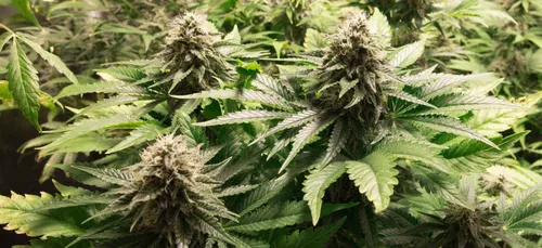 Cannabis : l'herbe, bientôt légale en France, le prix déjà défini ?