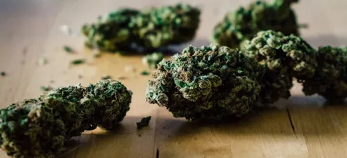 Pays-Bas : le gouvernement va faire pousser sa propre weed