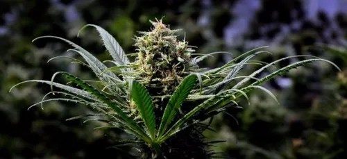 Tour d'Espagne : l'hélicoptère dévoile une énorme plantation de...