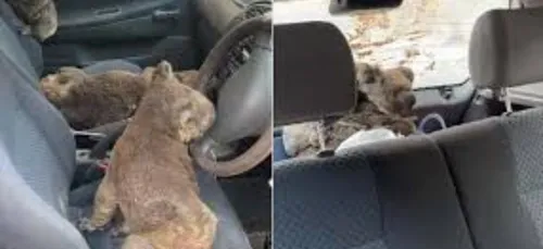 Des ado remplissent une voiture de koalas pour les sauver des feux...