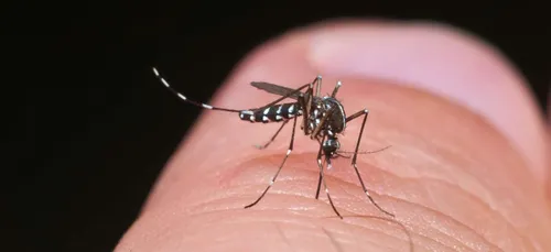 Moustique tigre : 57 départements en vigilance rouge