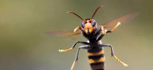 Des frelons asiatiques géants font leur apparition et inquiète