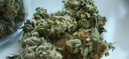 Le cannabis, efficace contre le covid-19 ?