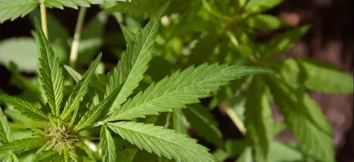 3.200 pieds de cannabis découverts dans un site protégé par l'UNESCO