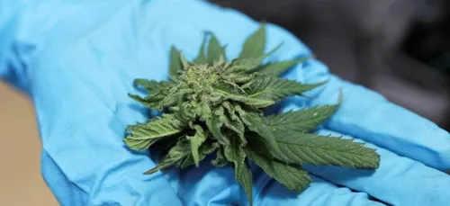 Cannabis : L'ONU le retire de sa liste de drogues dangereuses ?