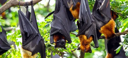 Virus Nipah : les scientifiques craignent une nouvelle pandémie...