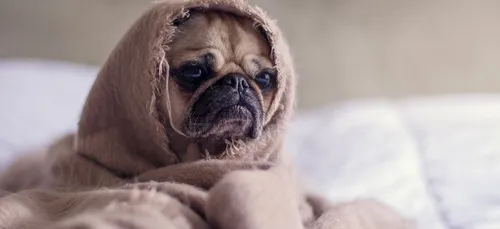 Ce chien est officiellement le plus laid du monde (photos)